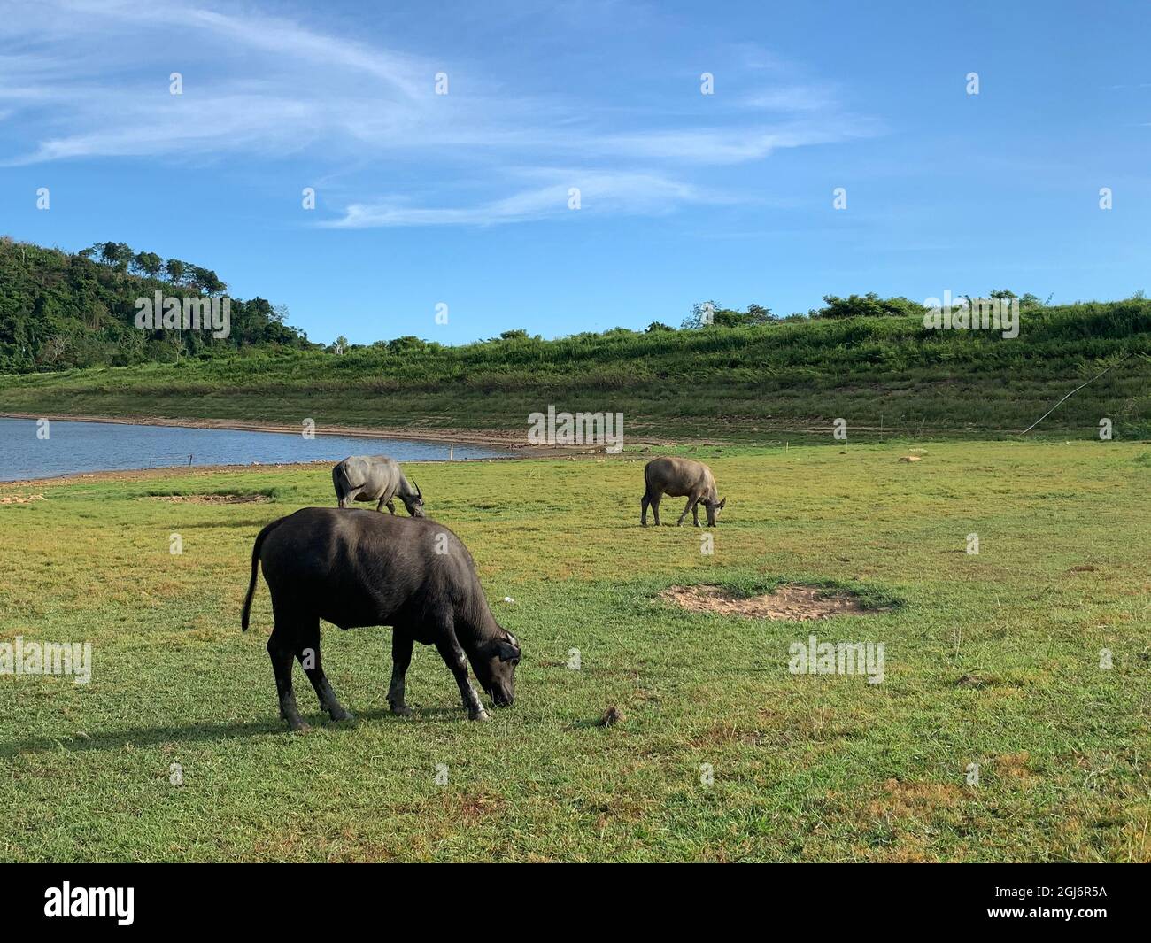 Troupeau de buffles qui broutage dans la prairie près du réservoir en été Banque D'Images