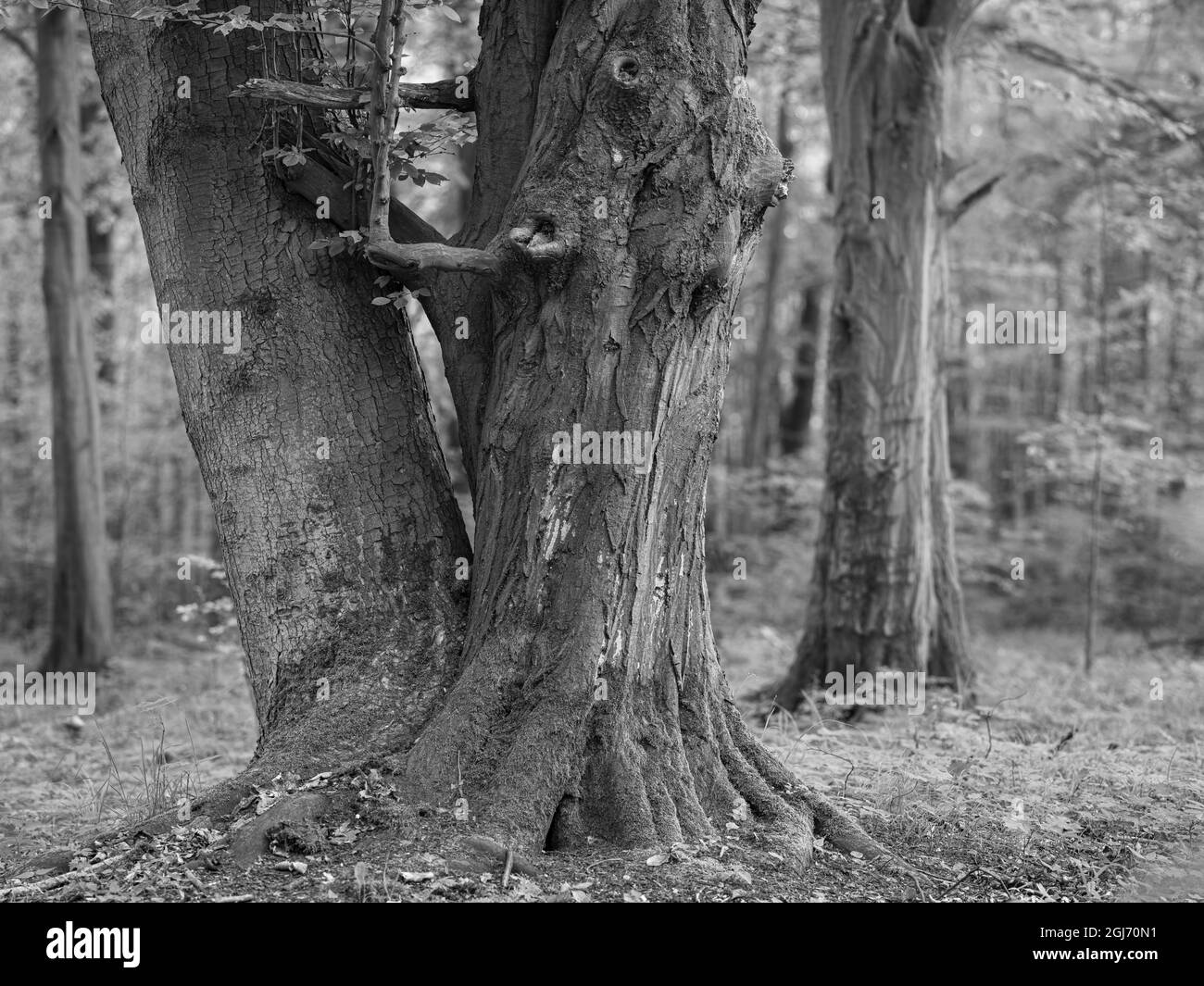 Vieux hêtre. Forêt de Hainich en Thuringe, parc national et site classé au patrimoine mondial de l'UNESCO. Forêts de Beech primitif des Carpates et des Banque D'Images