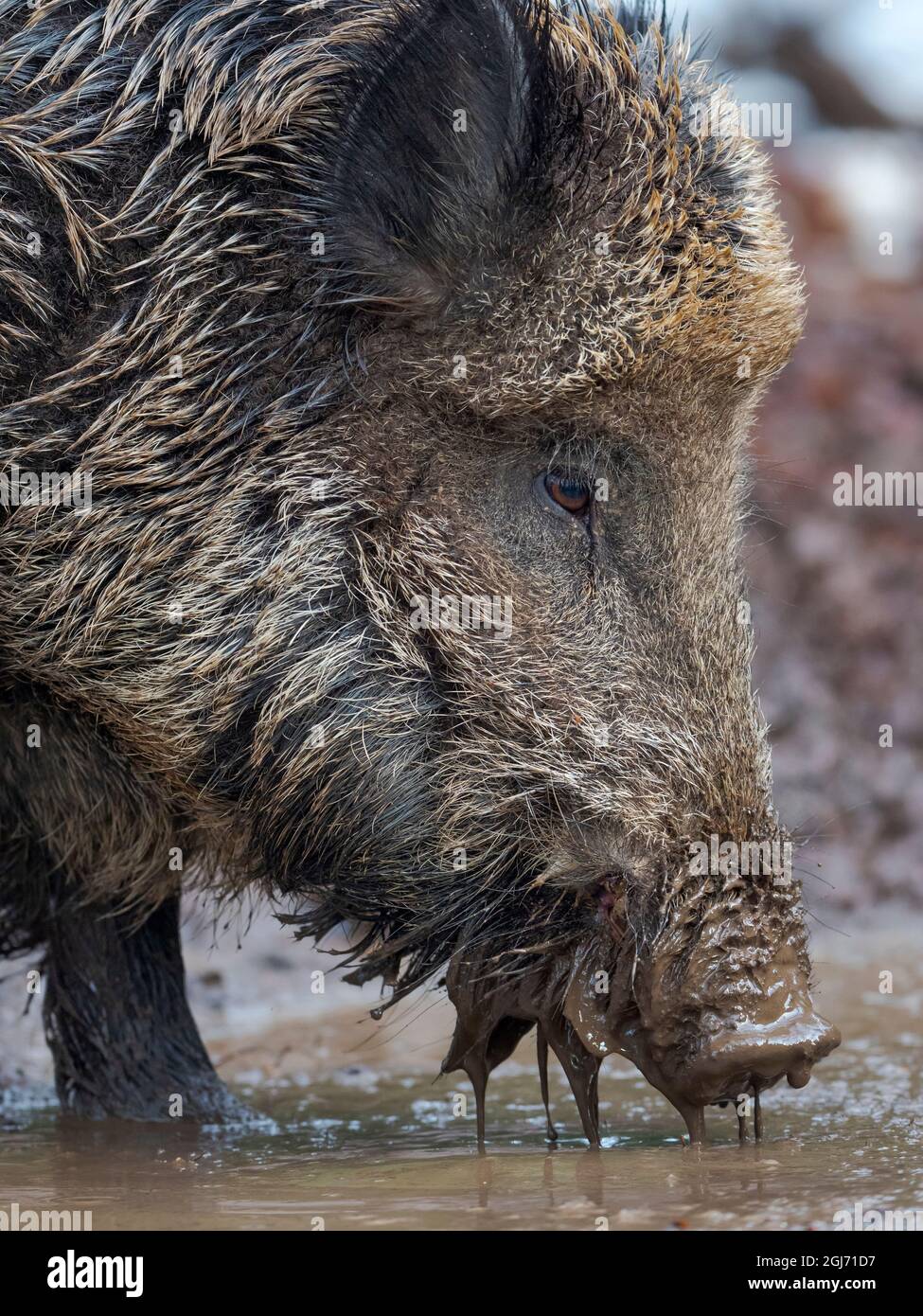 Sanglier (cochon sauvage eurasien, sus scrofa) pendant l'hiver en haute forêt. Parc national de la forêt bavaroise. Allemagne, Bavière Banque D'Images
