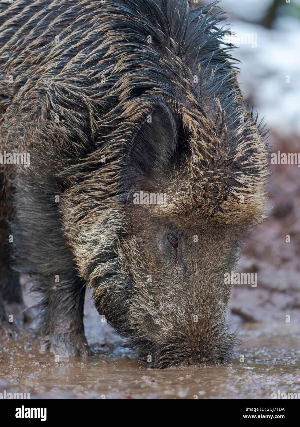 Sanglier (cochon sauvage eurasien, sus scrofa) pendant l'hiver en haute forêt. Parc national de la forêt bavaroise. Allemagne, Bavière Banque D'Images