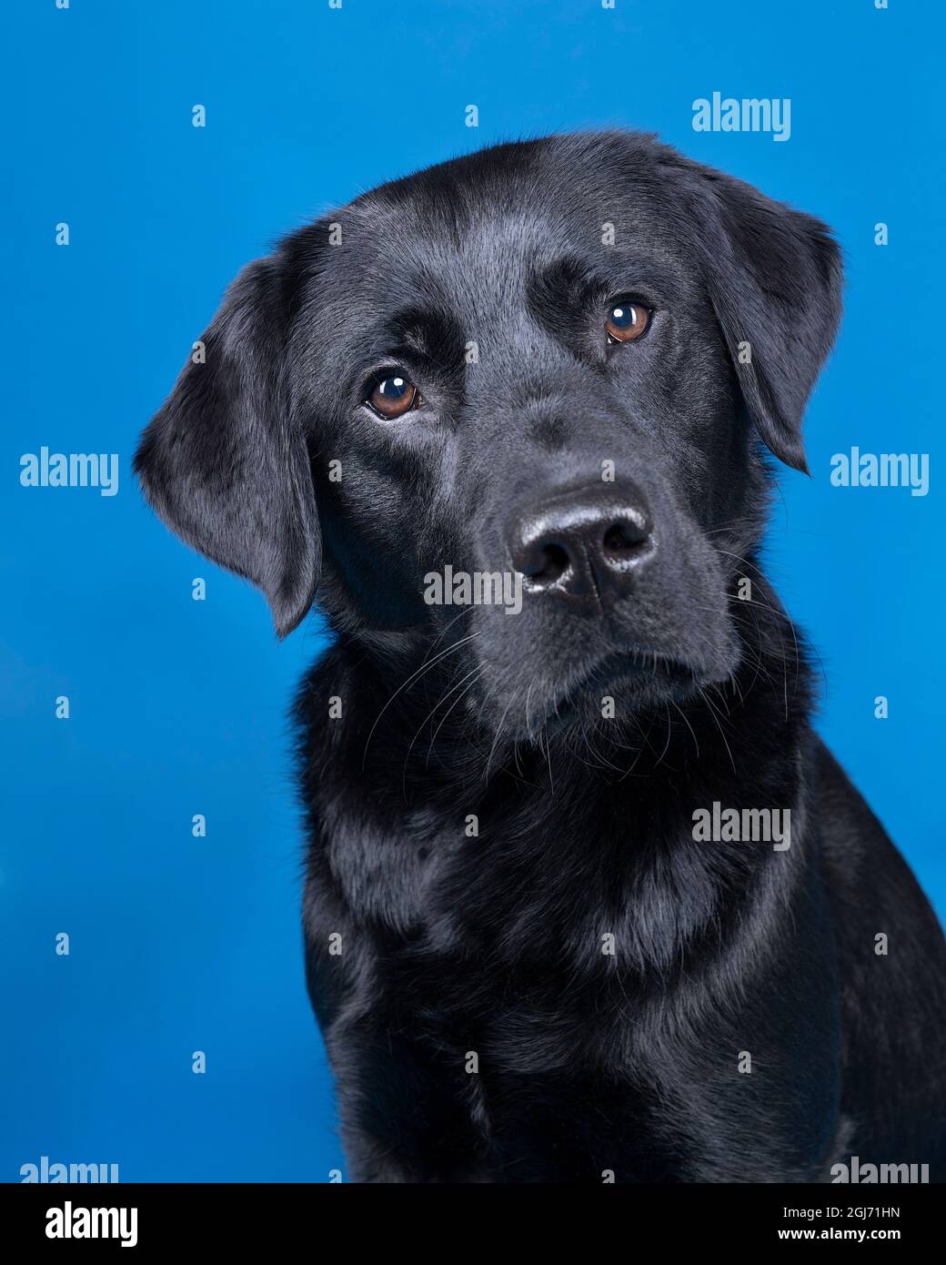 Photo En Studio D Un Chien Labrador Noir Avec Des Yeux Bruns Isoles Sur Fond Bleu Photo Stock Alamy