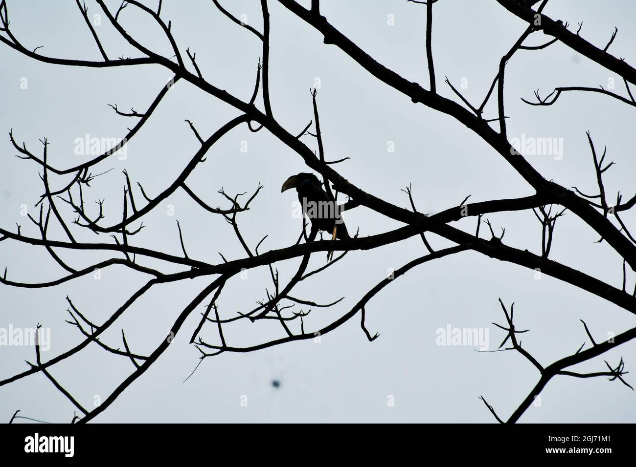 oiseau bleu de charme dans la branche de l'arbre Banque D'Images