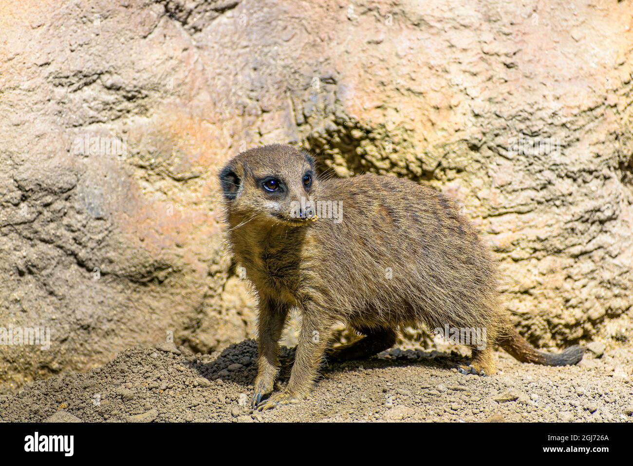 Gros plan d'un meerkat dans son habitat naturel Banque D'Images