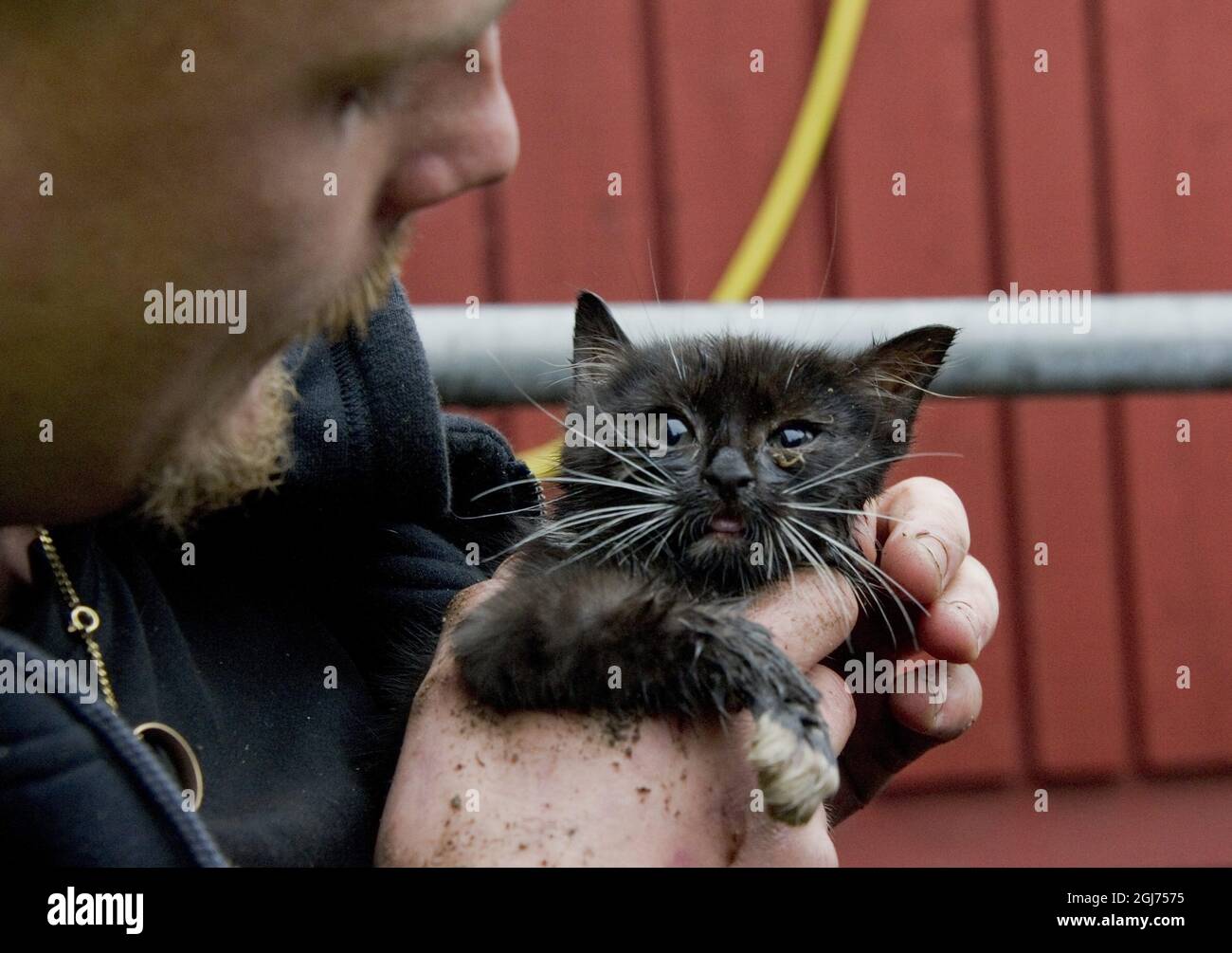 Ga Teborg 11 09 Christoffer Blidestedt Sauveteur De Chat Le Chat A Ete Coince Dans Un Tuyau Souterrain Pendant 24 Heures A Goteborg Plummers A Travaille Le Quart De Nuit Pour Essayer D Attirer Le