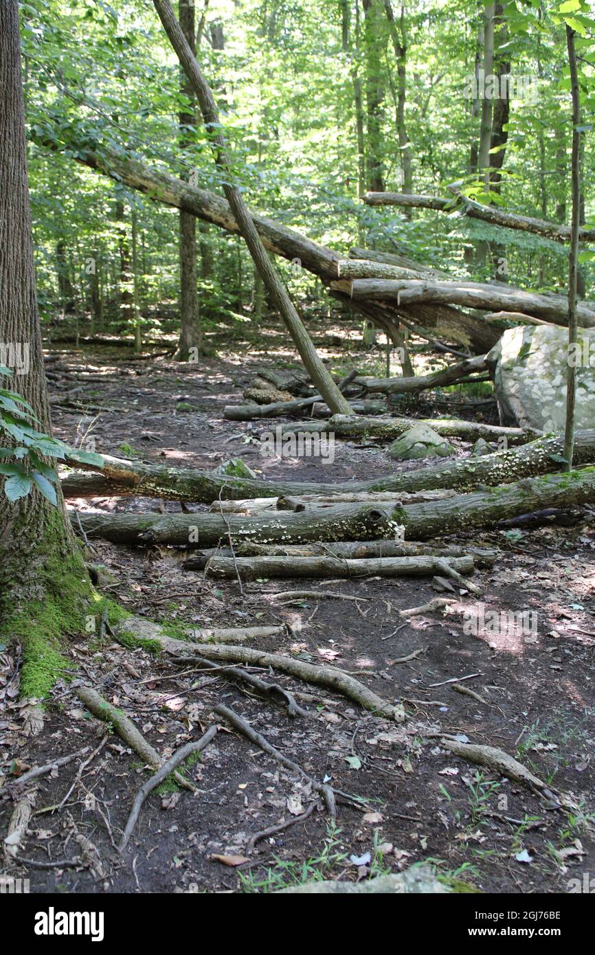 Plusieurs arbres tombés sur un chemin forestier Banque D'Images