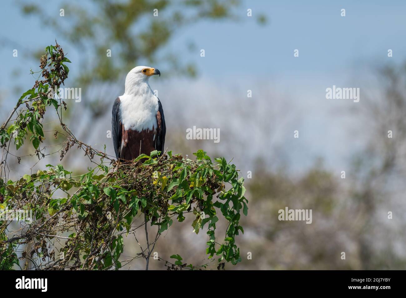 Aigle-poisson africain - Haliaeetus vocifer, beau grand oiseau de proie des bois africains, des lacs et des eaux libres, Murchison Falls, Ouganda. Banque D'Images