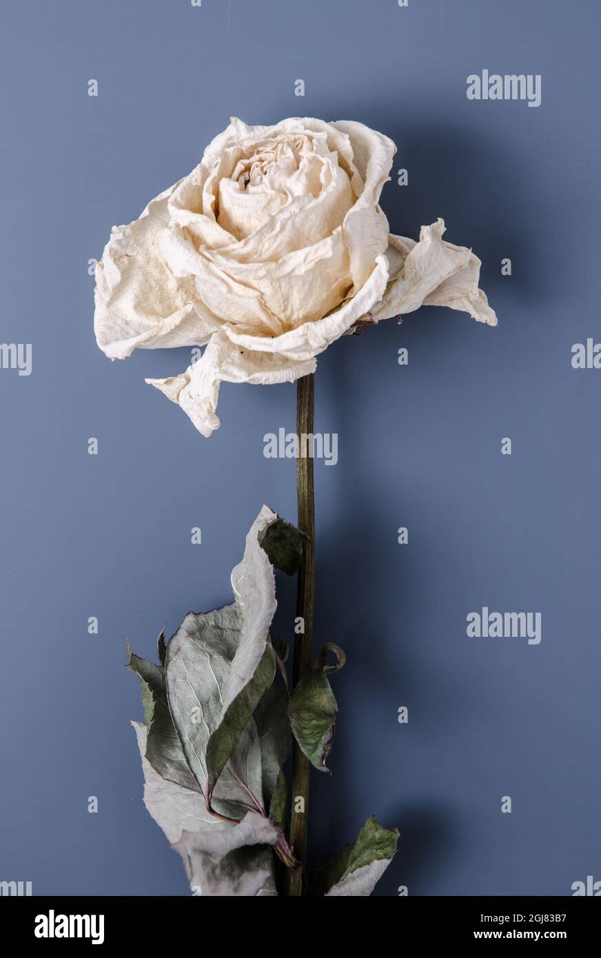 Une seule rose blanche sur fond bleu foncé, plat fixe STILL LIFE Photo  Stock - Alamy