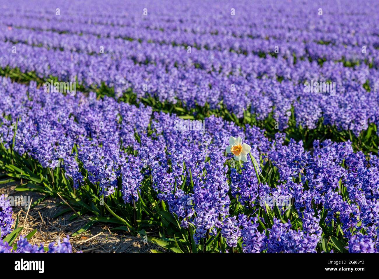 Europe, pays-Bas, Hollande. Une jonquille dans le champ de jacinthe pourpre. Credit AS: Wendy Kaveney / Galerie Jaynes / DanitaDelimont.com Banque D'Images