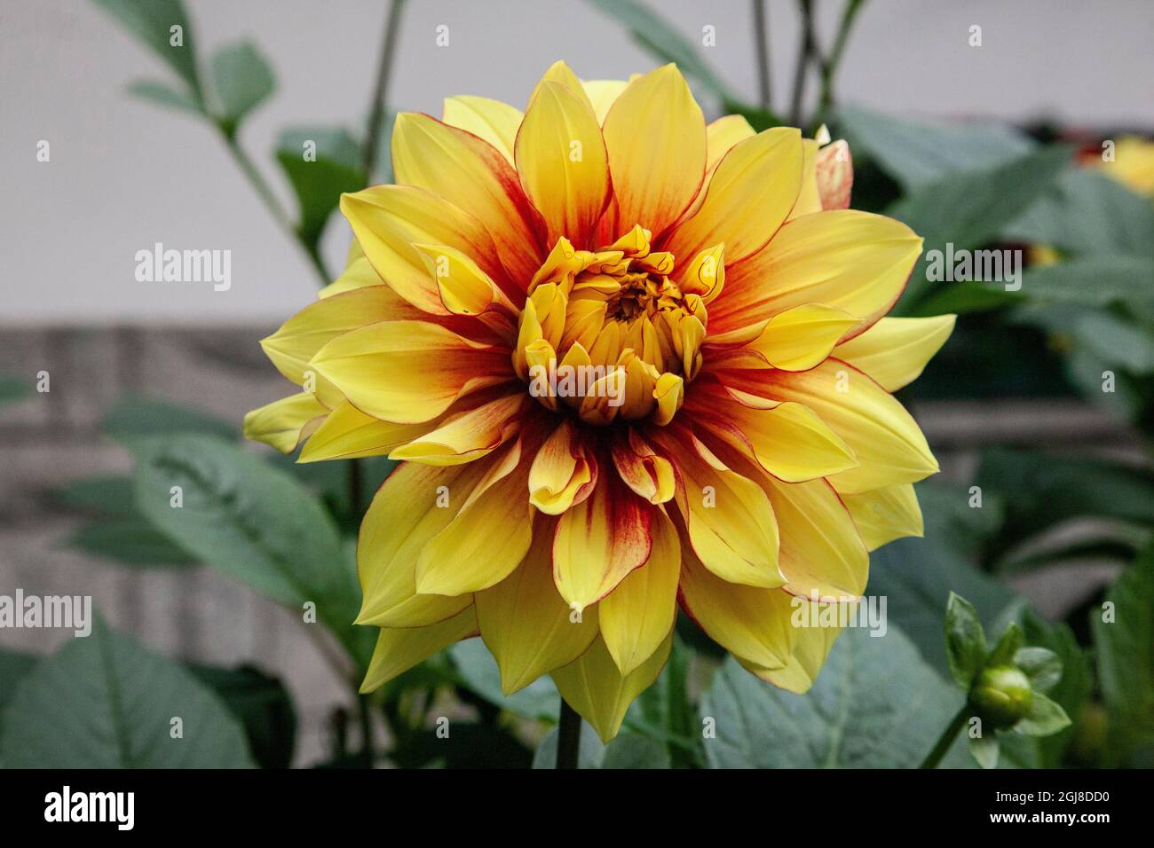 Grande dahlia ornant le Sanctuaire de notre-Dame à Fatima à Krzeptowki, Pologne Banque D'Images