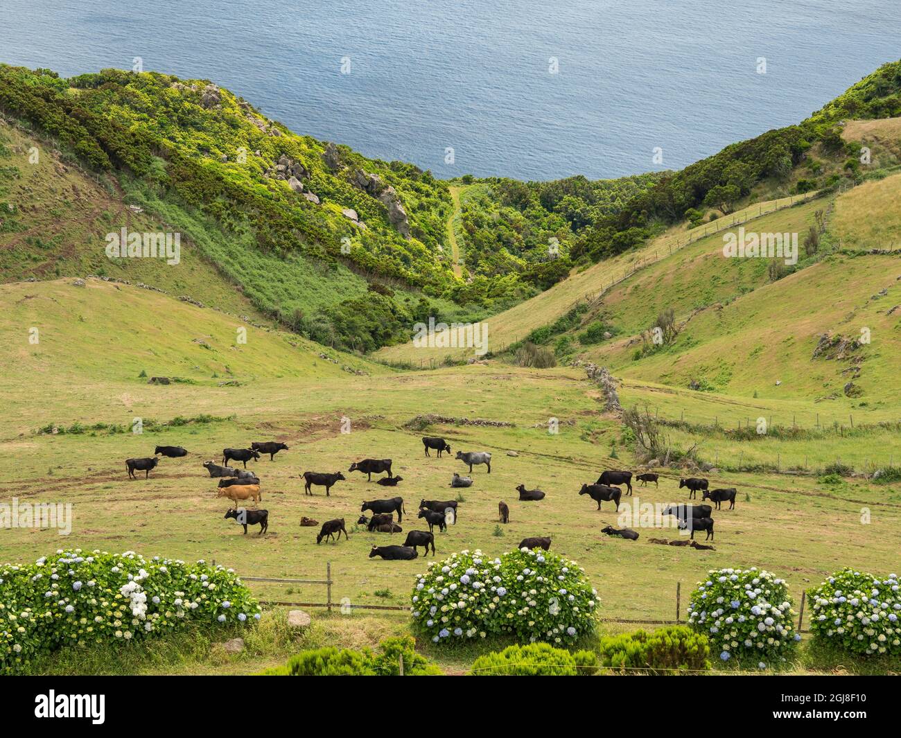 Paysage près de Santo Antao à la pointe est de l'île. Île de Sao Jorge, Açores, Portugal. Banque D'Images