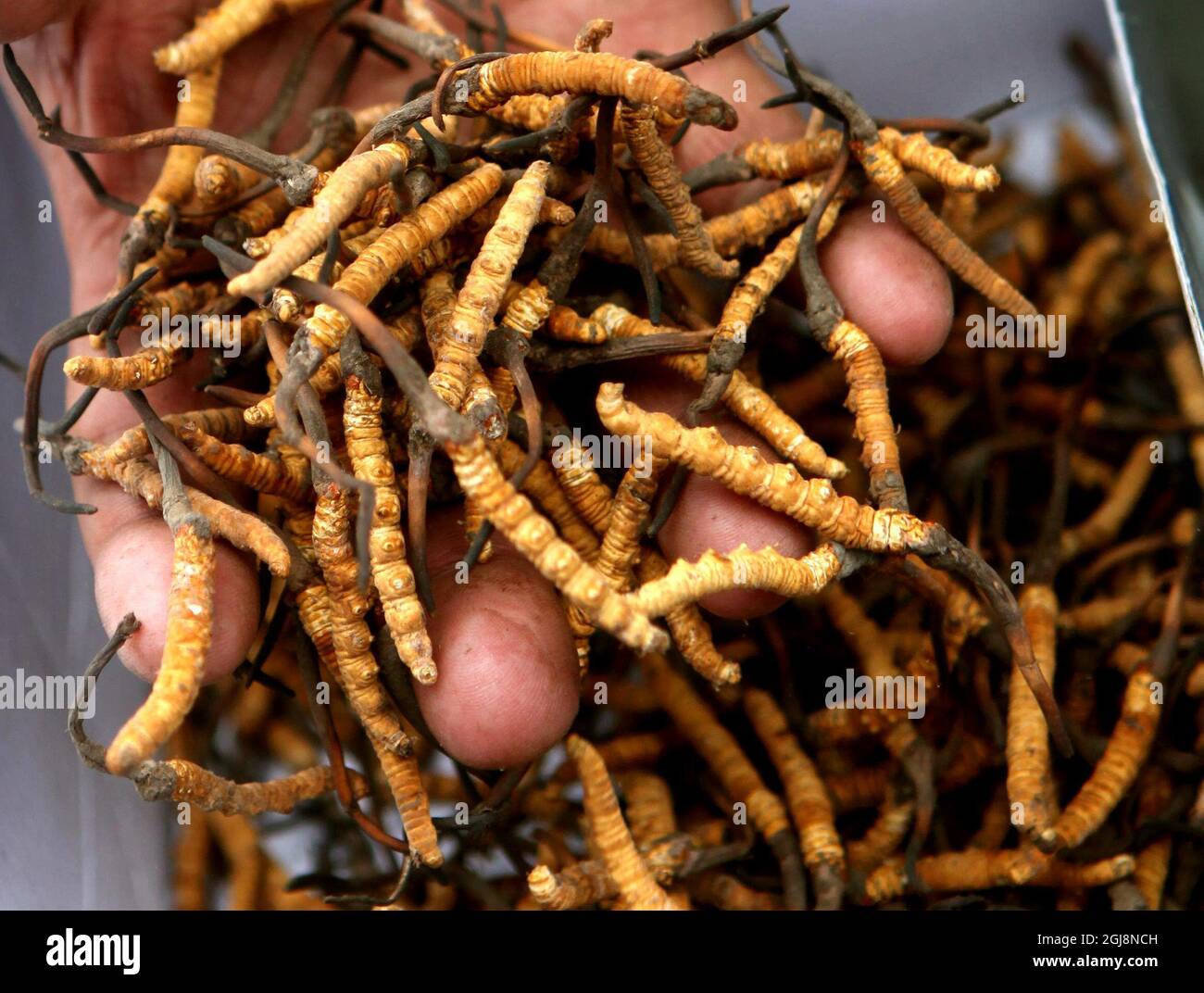 YUSHU 20130521 ''FILE'' - le champignon de la chenille tant convoité est devenu de nombreux éleveurs et agriculteurs tibétains source principale de revenus. Foto Torbjorn Petersson / SCANPIX / Kod 4278 Banque D'Images