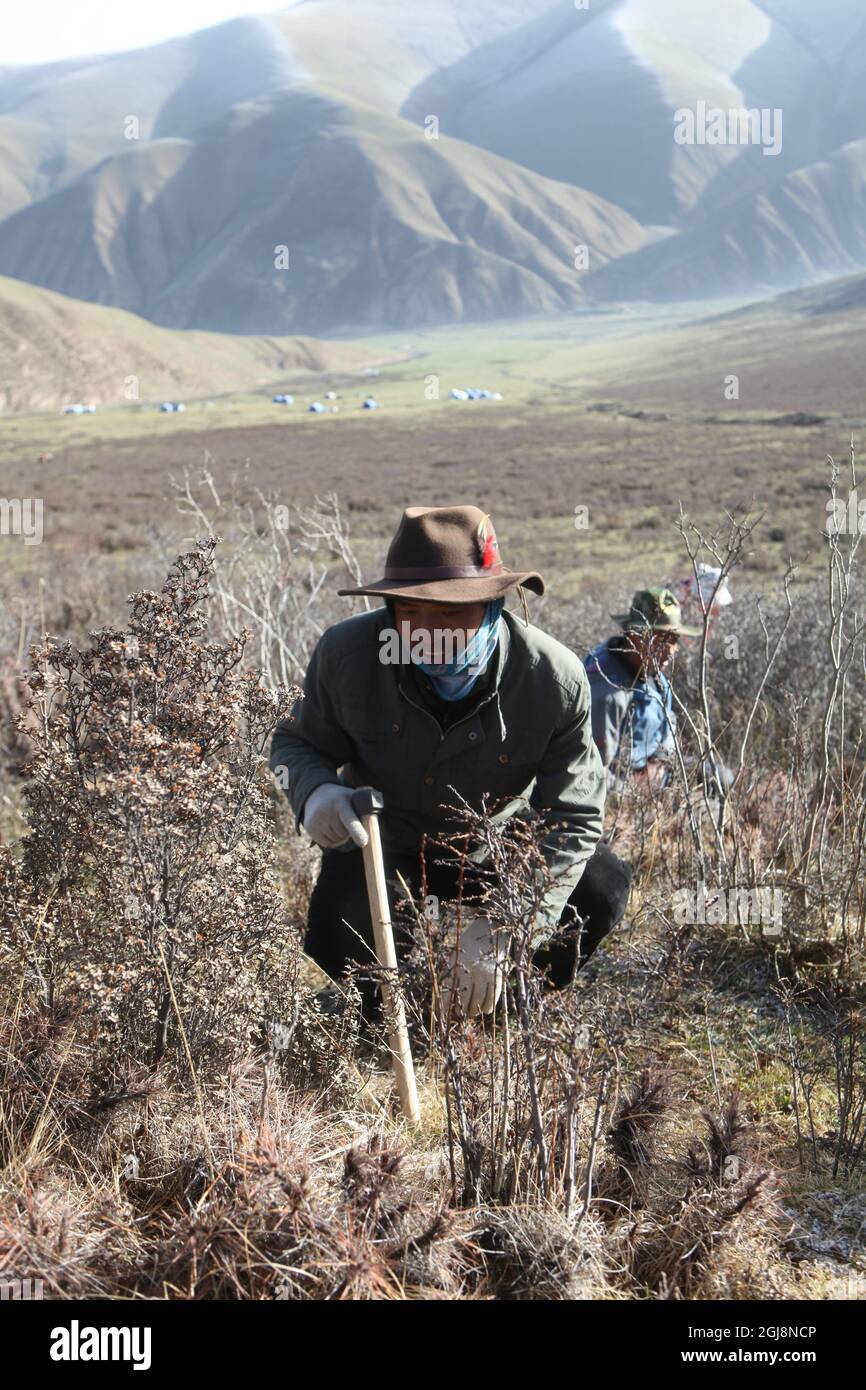 YUSHU 20130521 ''FILE'' - le champignon de la chenille tant convoité est devenu de nombreux éleveurs et agriculteurs tibétains source principale de revenus. Photo: Villageois à la recherche du champignon. Foto Torbjorn Petersson / SCANPIX / Kod 4278 Banque D'Images