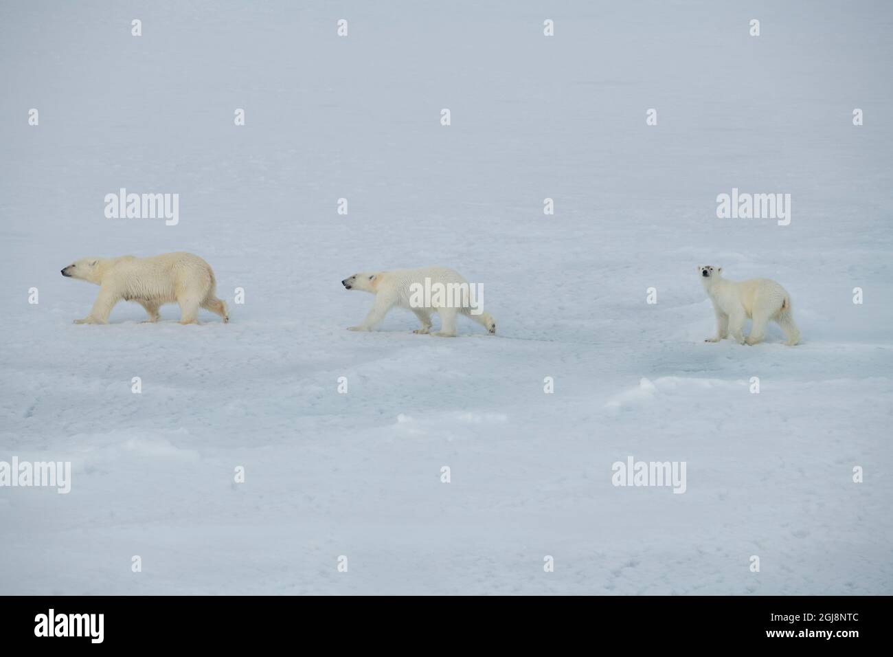 Russie, Haut-Arctique, Franz Josef Land. Ours polaire (Ursus maritimus) femelle avec deux petits. Banque D'Images