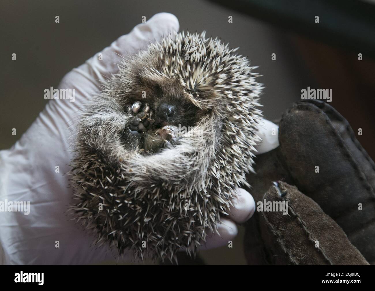 LILLA EDET 2015-07-29 l'hôpital Hedgehog la ville de Lilla Edet Ouest de la Suède accueille maintenant 70 hérissons. La plupart d'entre eux ont perdu leur mère dans des accidents de la route, certains ont été endommagés par des tondeuses à gazon, d'autres ont été maltraités par des humains, ont été brimés ou utilisés comme ballons de foot. Voir l'article séparé photo Bjorn Larsson Rosvall / TT / Kod 9200 Banque D'Images