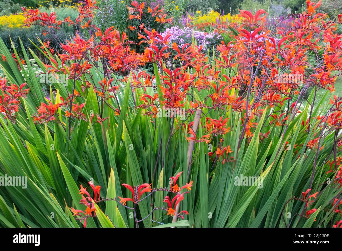 Les fleurs drapeau africain sont très dominantes dans les jardins du château de Cawdor. Banque D'Images