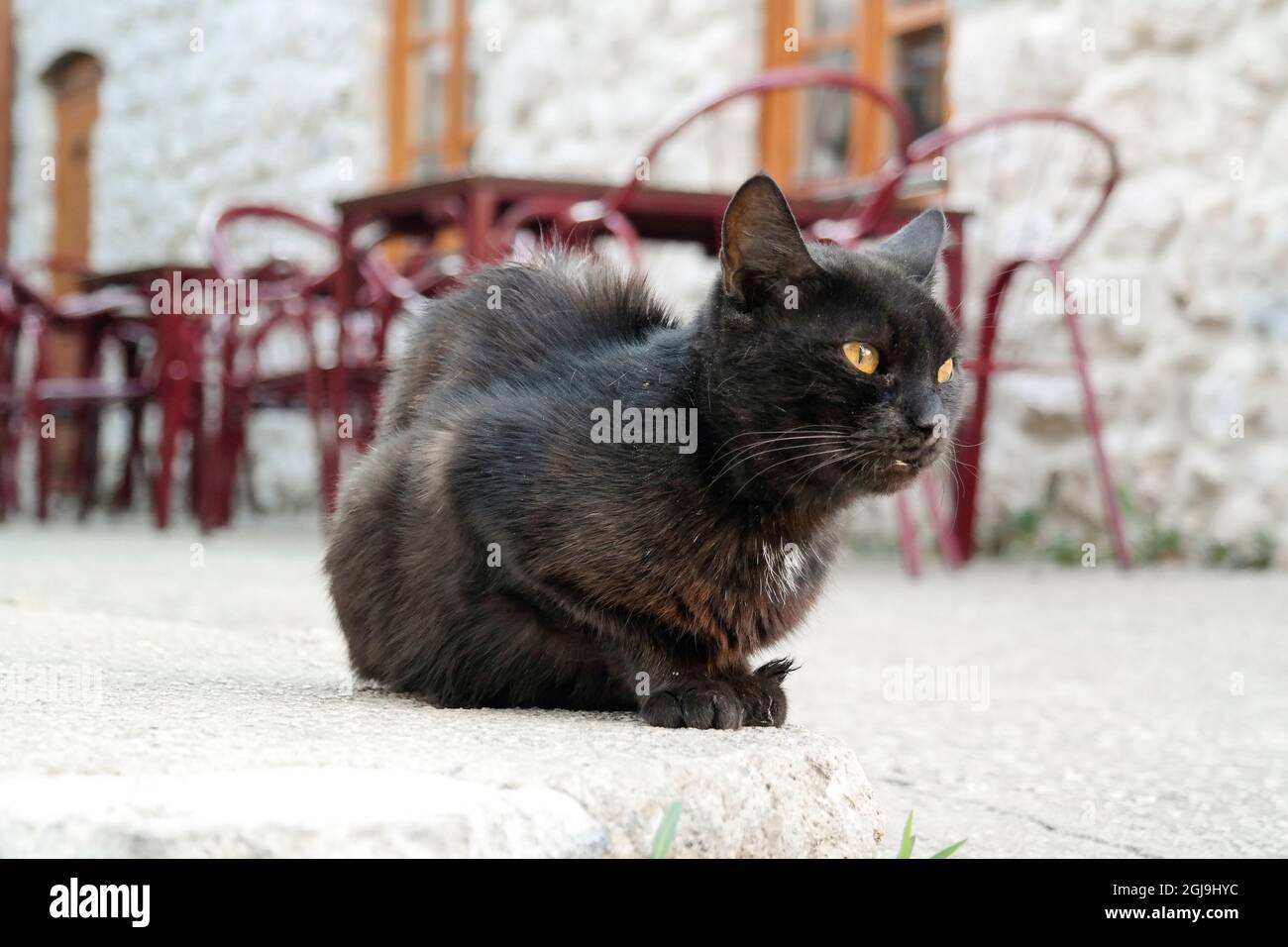 Cat dans un restaurant à Trebinje Banque D'Images