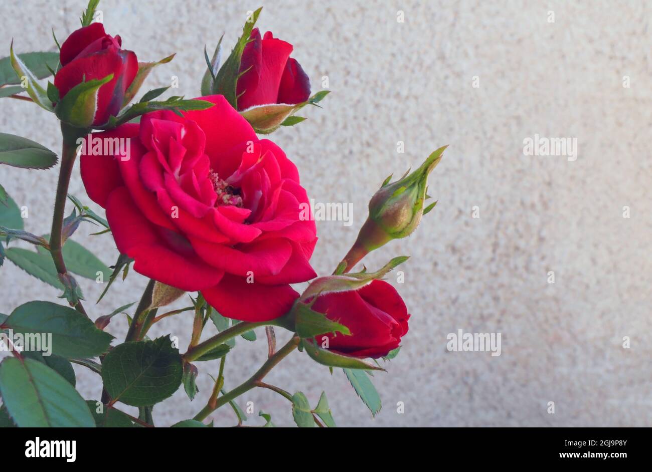 Gros plan de la fleur rouge sur une rose de jardin croissant dans un jardin de roche avec un mur de ciment blanc en arrière-plan. Banque D'Images