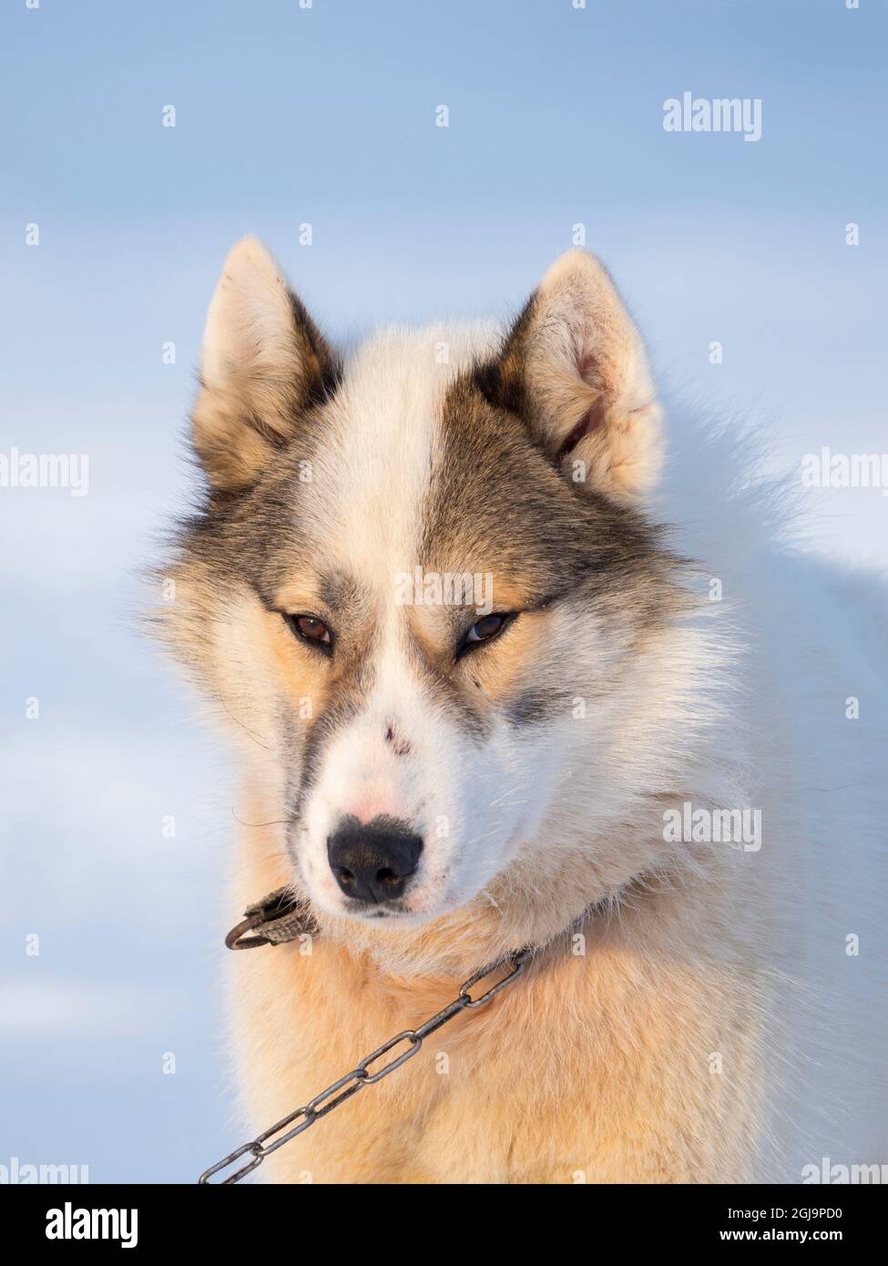 Chien de traîneau pendant l'hiver à Uummannaq au Groenland. Les équipes de chiens sont encore des animaux de trait pour les pêcheurs des villages. Groenland, Danemark. Banque D'Images