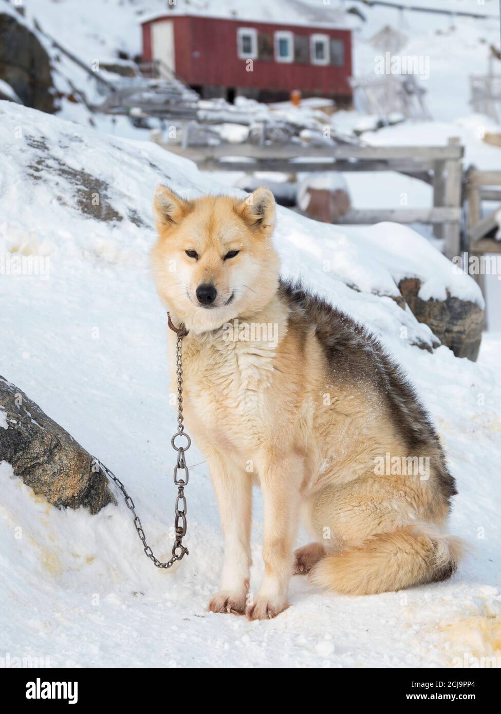 Chien de traîneau pendant l'hiver à Uummannaq au Groenland. Les équipes de chiens sont encore des animaux de trait pour les pêcheurs du village. Groenland, Danemark. Banque D'Images