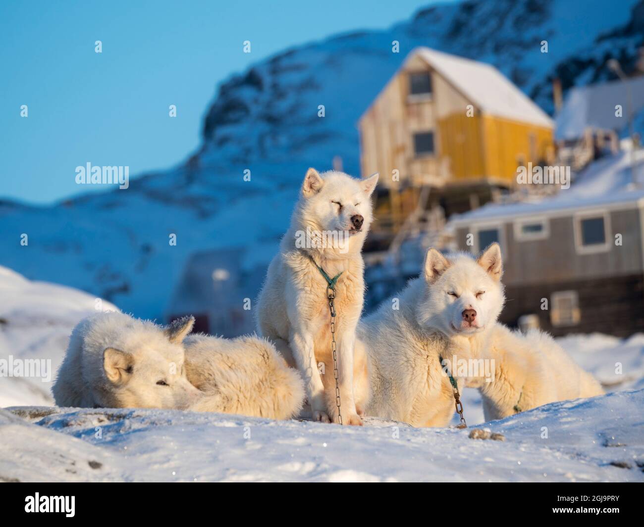 Chien de traîneau pendant l'hiver à Uummannaq au Groenland. Les équipes de chiens sont encore des animaux de trait pour les pêcheurs du village. Groenland, Danemark. Banque D'Images