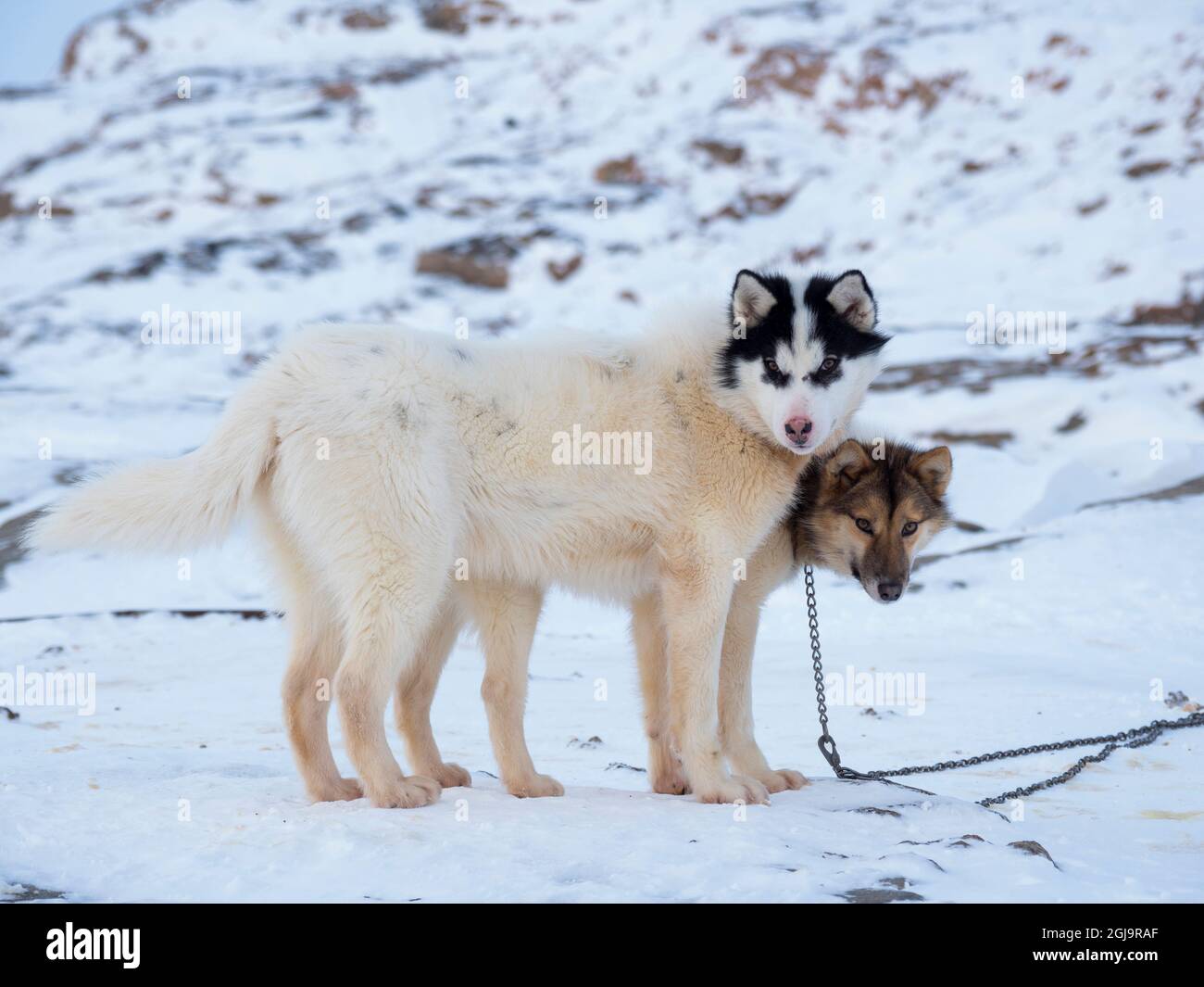 Chien de traîneau pendant l'hiver à Uummannaq au Groenland. Les équipes de chiens sont encore des animaux de trait pour les pêcheurs des villages. Groenland, Danemark. Banque D'Images