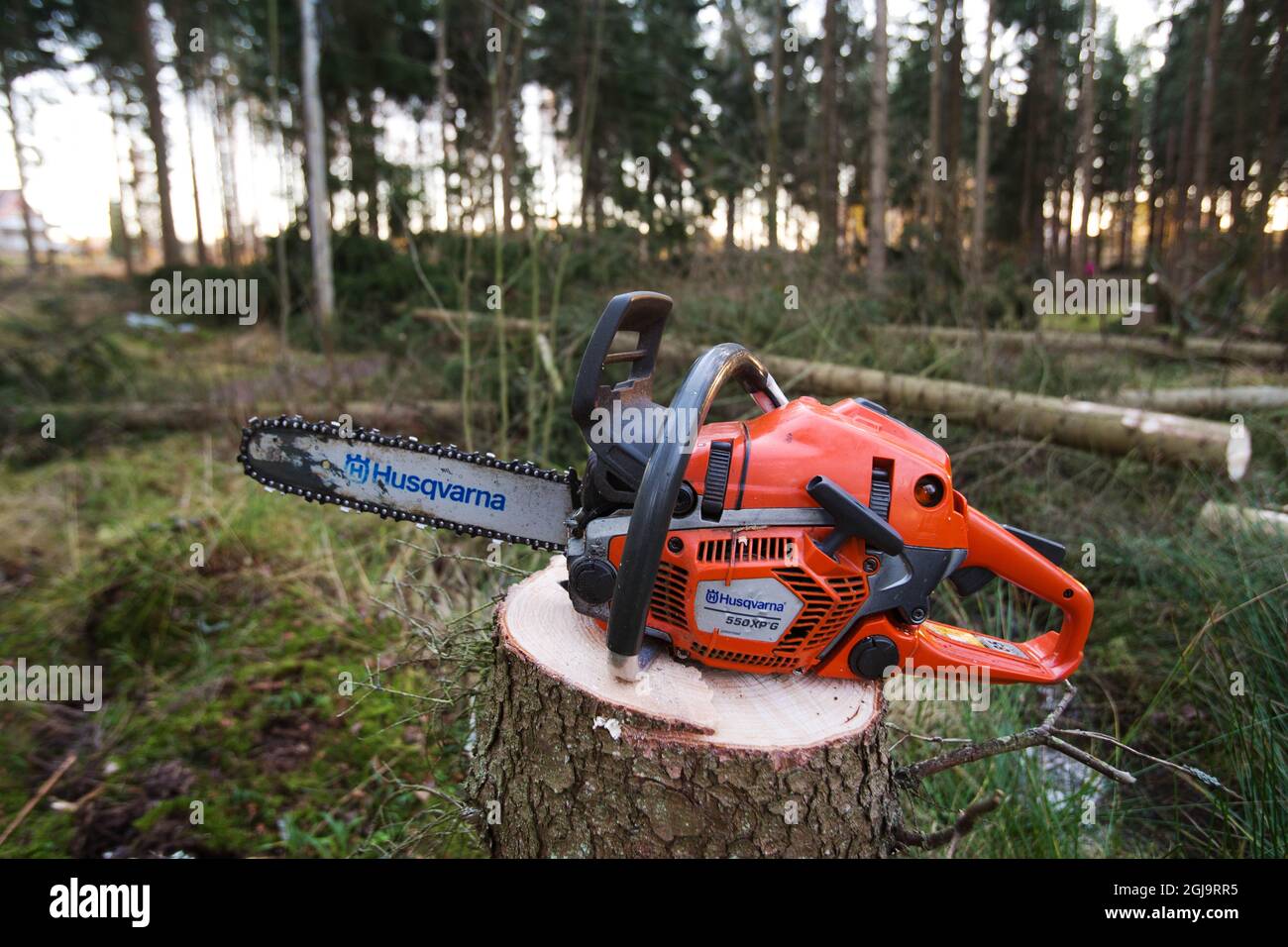 LINKOPING 2015-12-07 Forestry, woodman lumberer lumberman bûcheron bûcheron branche d'arbre à chaîne Foto Jeppe Gustafsson / TT / Kod 71935 Banque D'Images