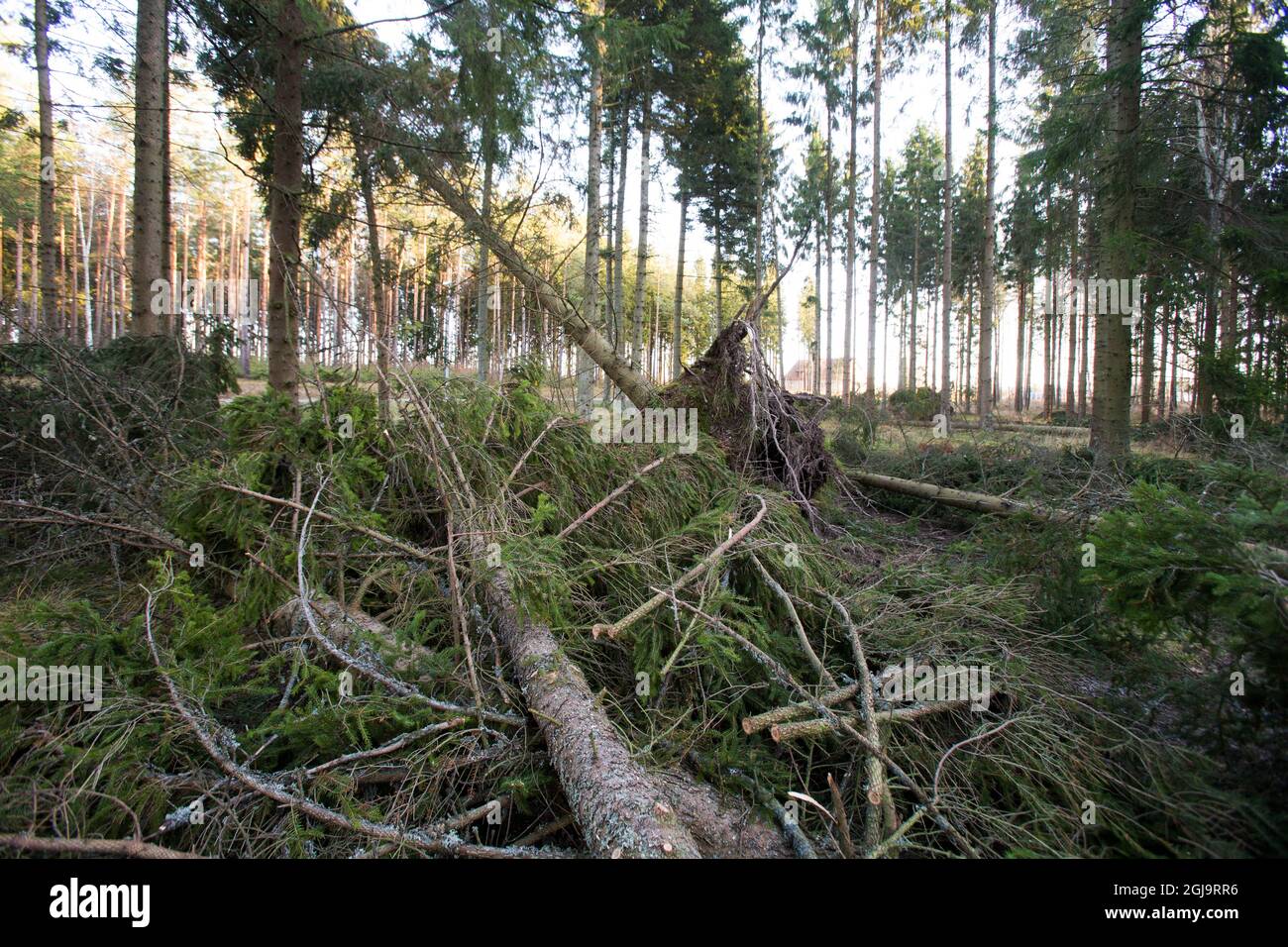 LINKOPING 2015-12-07 Forestry, branche d'arbres Foto Jeppe Gustafsson / TT / Kod 71935 Banque D'Images
