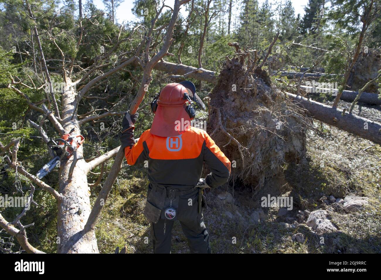 LINKOPING 2015-12-07 Forestry, woodman lumberer lumberman bûcheron bûcheron branche d'arbre à chaîne Foto Jeppe Gustafsson / TT / Kod 71935 Banque D'Images