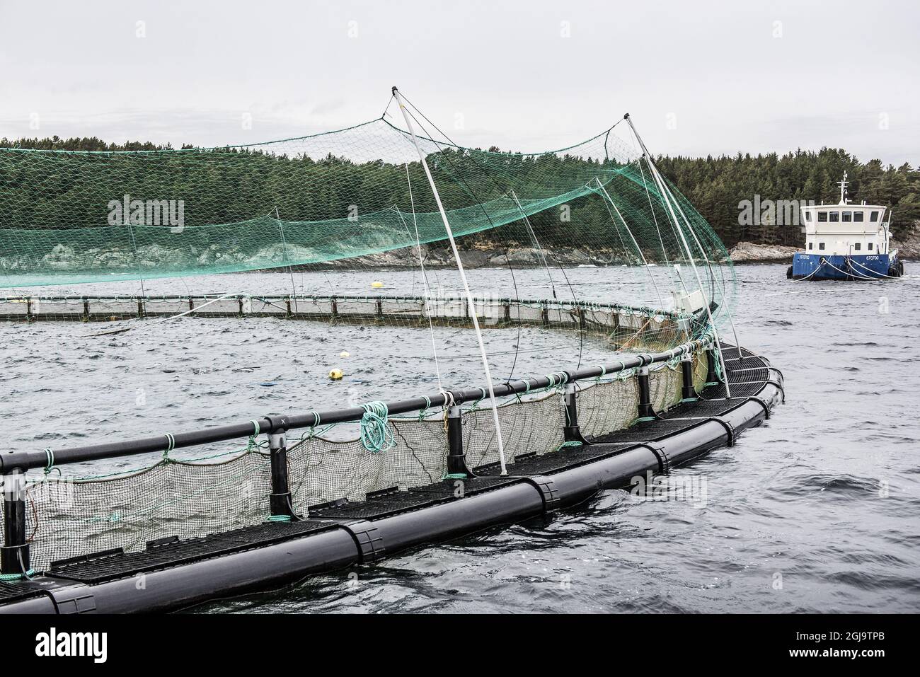 HAUGESUND 2016-02-17 élevage du saumon à Haugesund, Norvège. Foto: Tomas Oneborg / SVD / TT / Kod: 30142 ** HORS SUÈDE* pêche, industrie, poisson, océan, mer Banque D'Images