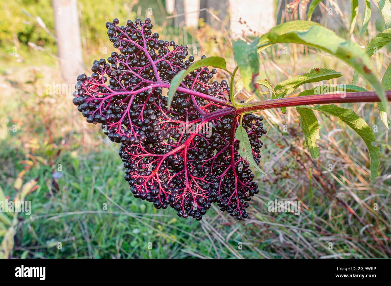 Grappes noires de baies noires mûres de sureau, plante médicinale, maladies pulmonaires, traitement du coronavirus, remèdes naturels. Banque D'Images