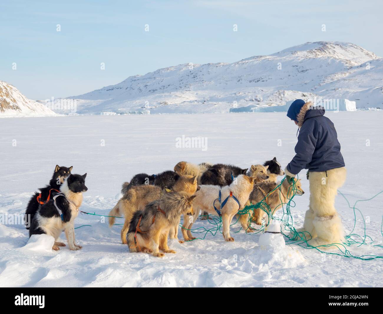 Exploitation des chiens de traîneau. Le chasseur porte des pantalons et des bottes traditionnels en fourrure d'ours polaire. Le vill traditionnel et éloigné des Inuits groenlandais Banque D'Images