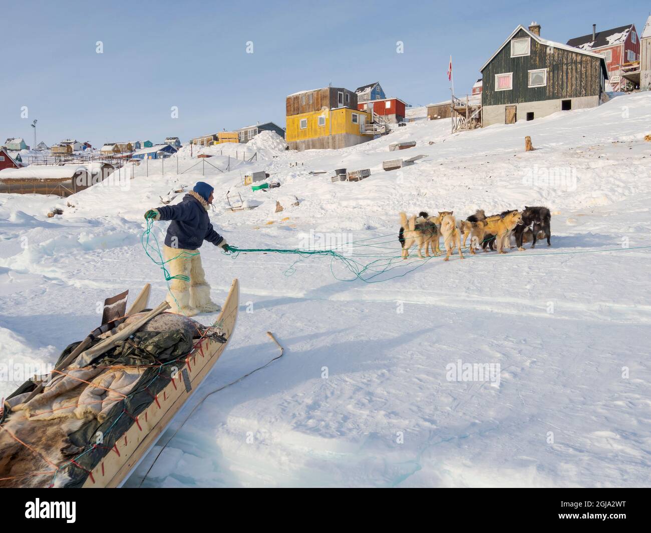 Exploitation des chiens de traîneau. Le chasseur porte des pantalons et des bottes traditionnels en fourrure d'ours polaire. Le vill traditionnel et éloigné des Inuits groenlandais Banque D'Images