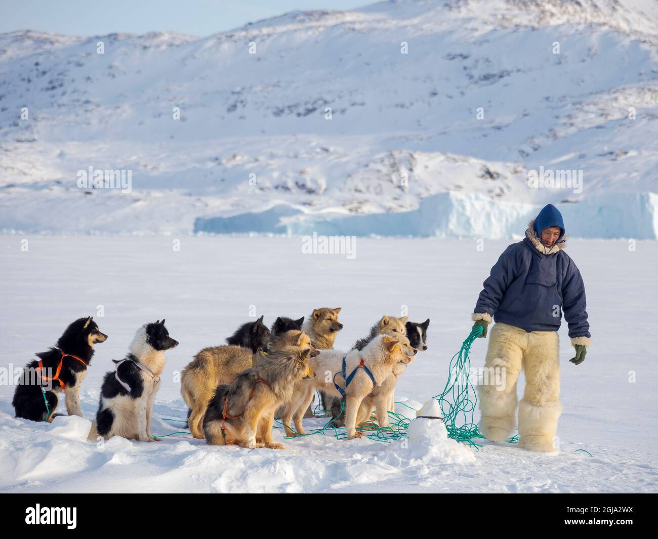 Exploitation des chiens de traîneau. Le chasseur porte des pantalons et des bottes traditionnels en fourrure d'ours polaire. Le vill traditionnel et éloigné des Inuits groenlandais Banque D'Images