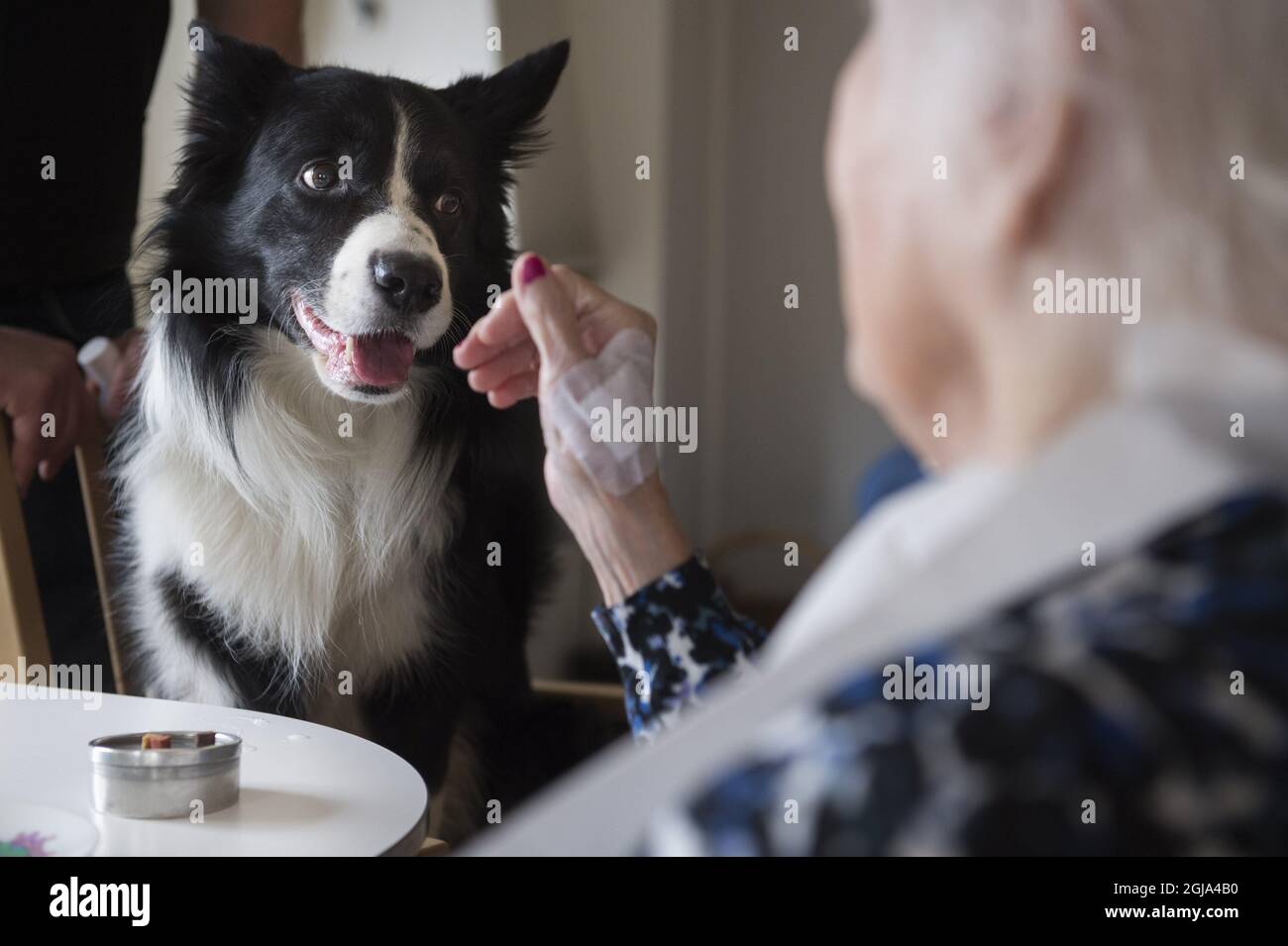 STOCKHOLM 2016-04-01 le chien de garde Othello, un Border Collie, travaille avec les patients atteints de démence et les personnes âgées pour améliorer leur qualité de vie par des activités et de l'exercice. Othello a obtenu un diplôme du Queen Silvia Nursing Home. Foto: Erik Nylander / TT / Kod 11540 Banque D'Images