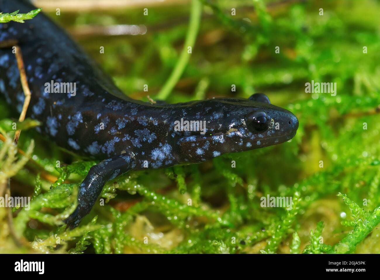 Gros plan sur la Salamandre à pois bleus, colorée et rare, Ambystoma Laterale Banque D'Images