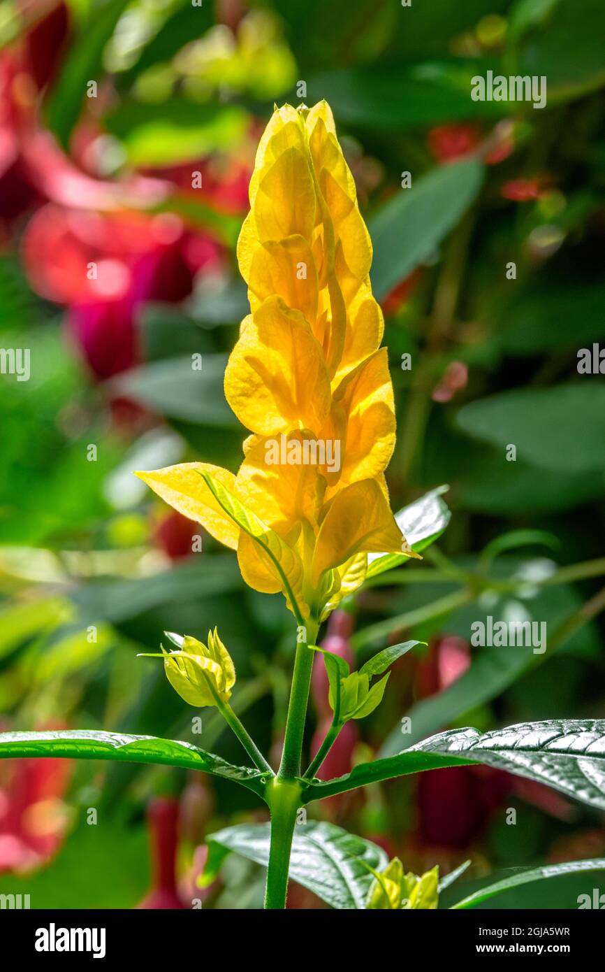 Lollipop Plant, Golden Shrimp Plant Banque D'Images