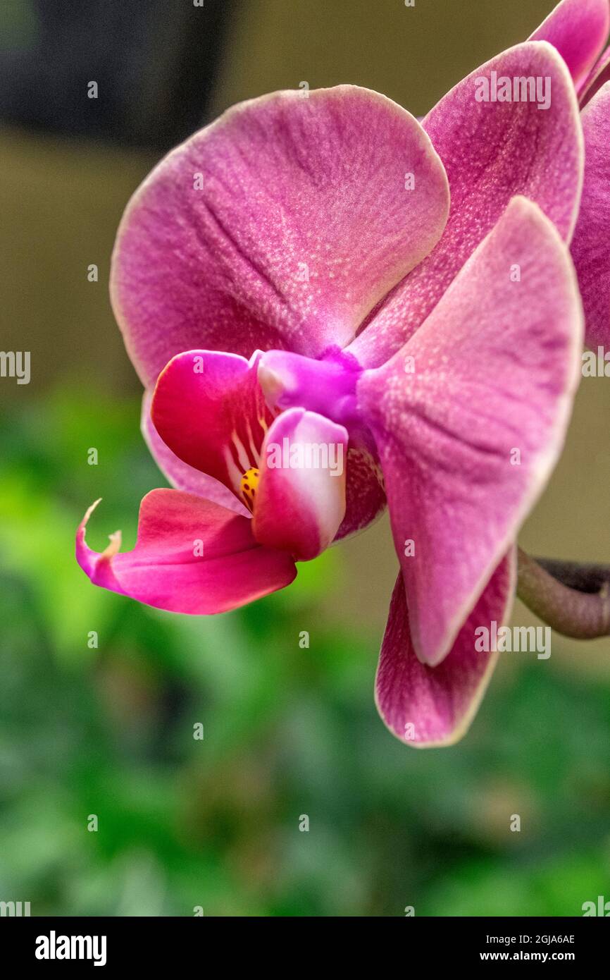 Moon Orchid Banque D'Images