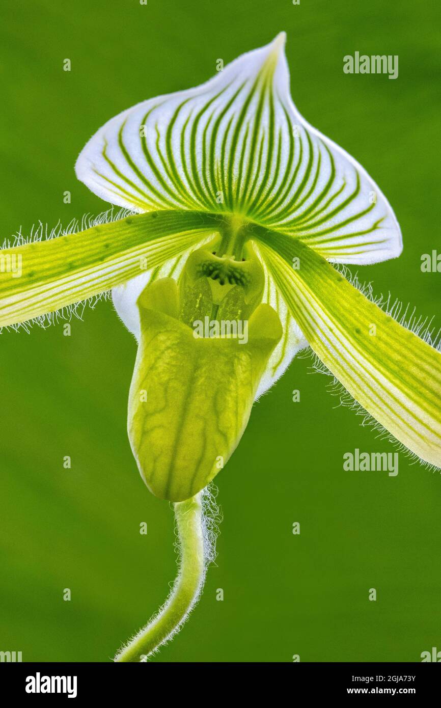 Orchidée tropicale Banque D'Images