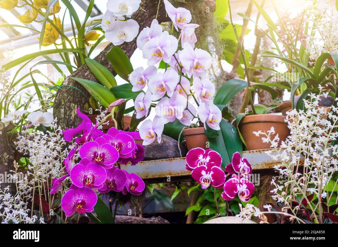 Les orchidées fleurissent dans des pots d'argile dans une forêt tropicale humide Banque D'Images