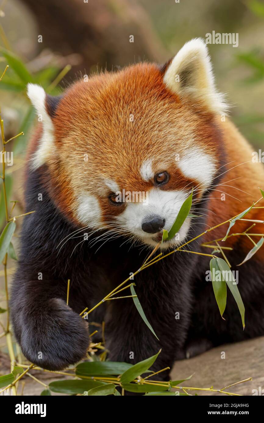 Petit Panda. Banque D'Images