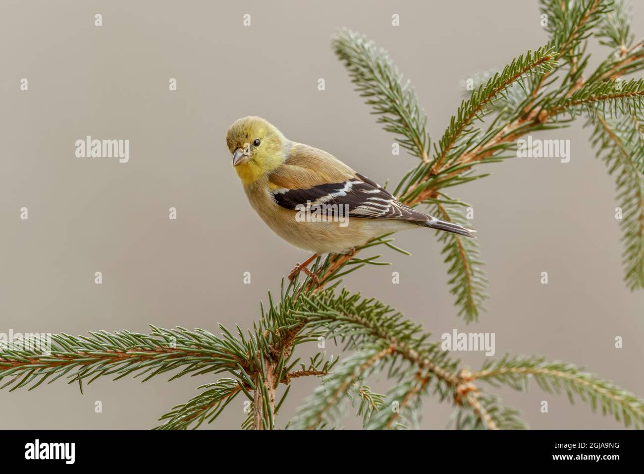 Chardonneret jaune en plumage d'hiver. Banque D'Images