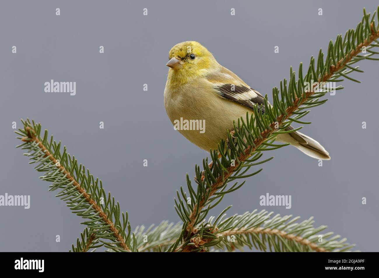 Chardonneret jaune en plumage d'hiver. Banque D'Images