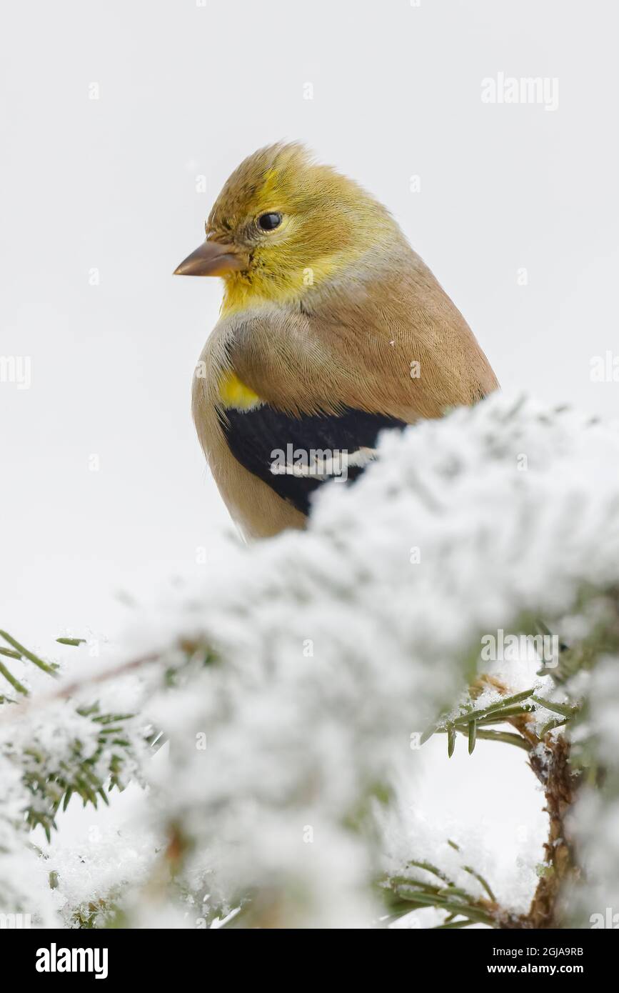 American Goldfinch en hiver. Banque D'Images