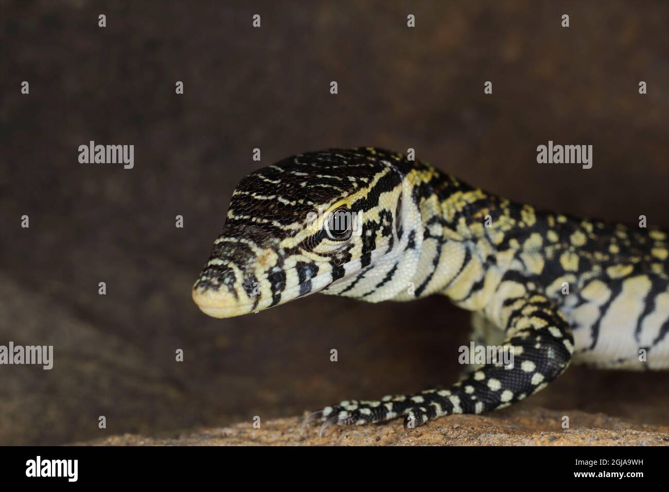 Lézard de surveillance du Nil juvénile Banque D'Images
