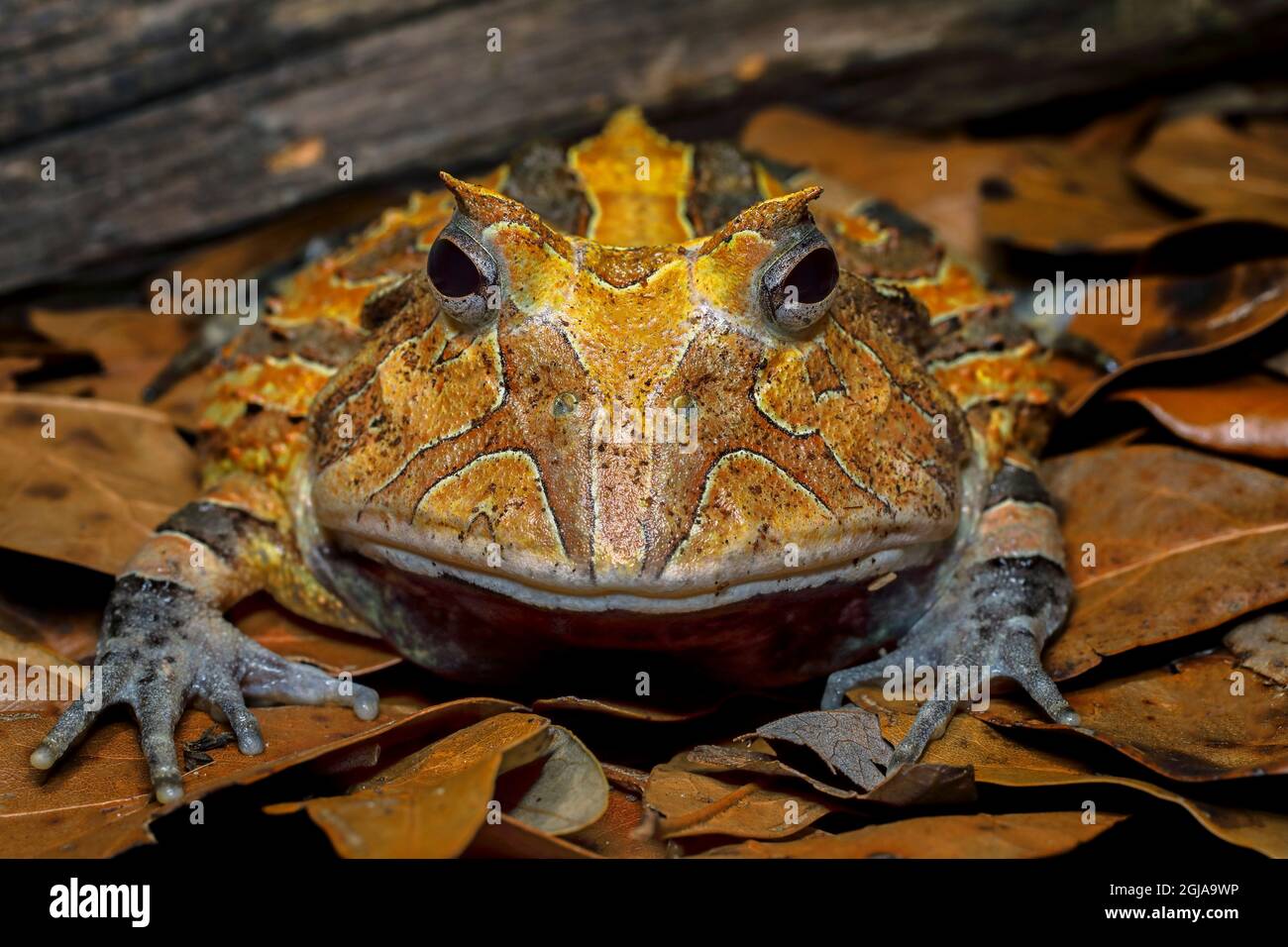 Grenouille à cornes d'Amérique du Sud, Banque D'Images