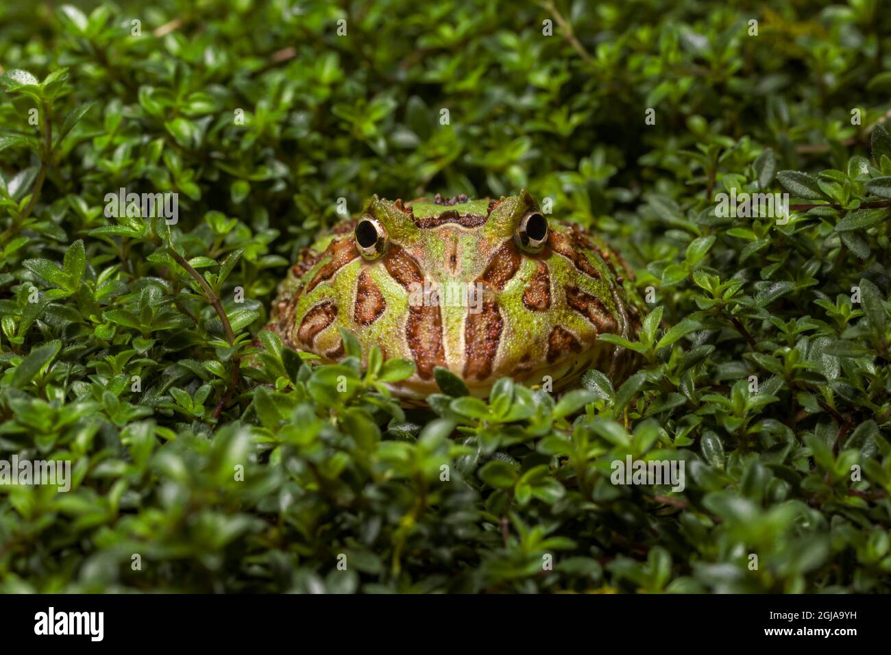 Grenouille à cornes sud-américaine Pacman Frog Banque D'Images