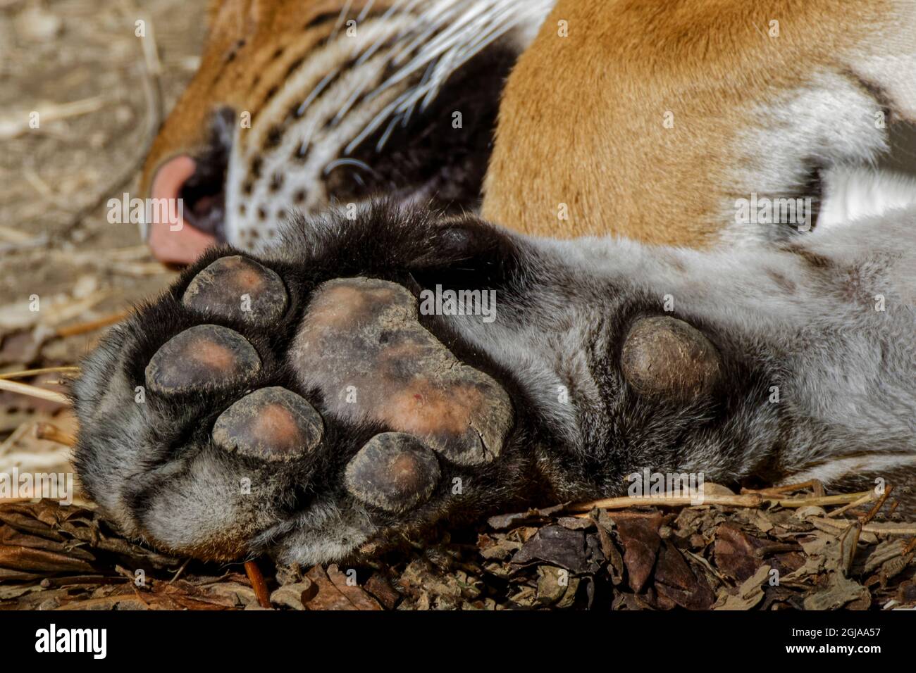 Gros plan de la patte de tigre du Bengale, Banque D'Images