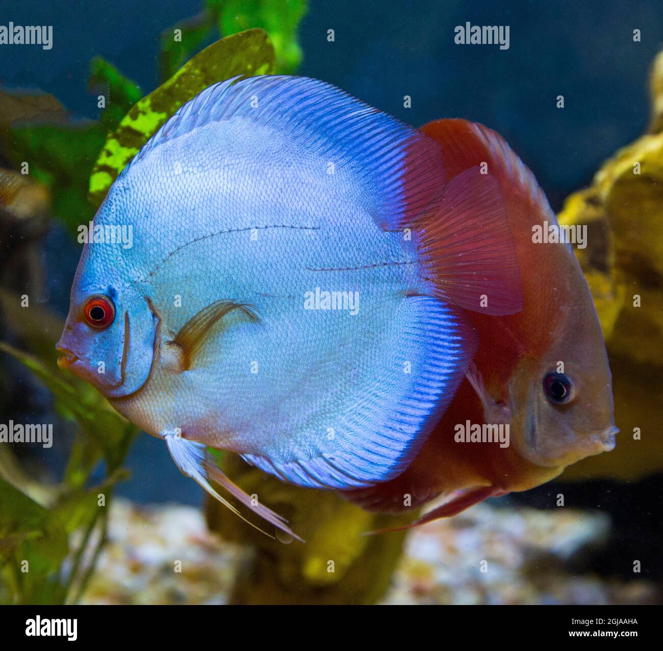 Poisson tropical d'eau douce, disque Blue Diamond. Banque D'Images