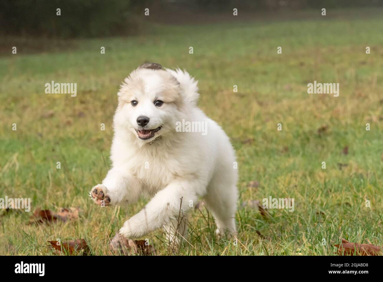 Issaquah, État de Washington, États-Unis. Un chiot des Grands Pyrénées âgé de dix semaines qui court dans sa ferme par une journée de brouillard. (PR) Banque D'Images