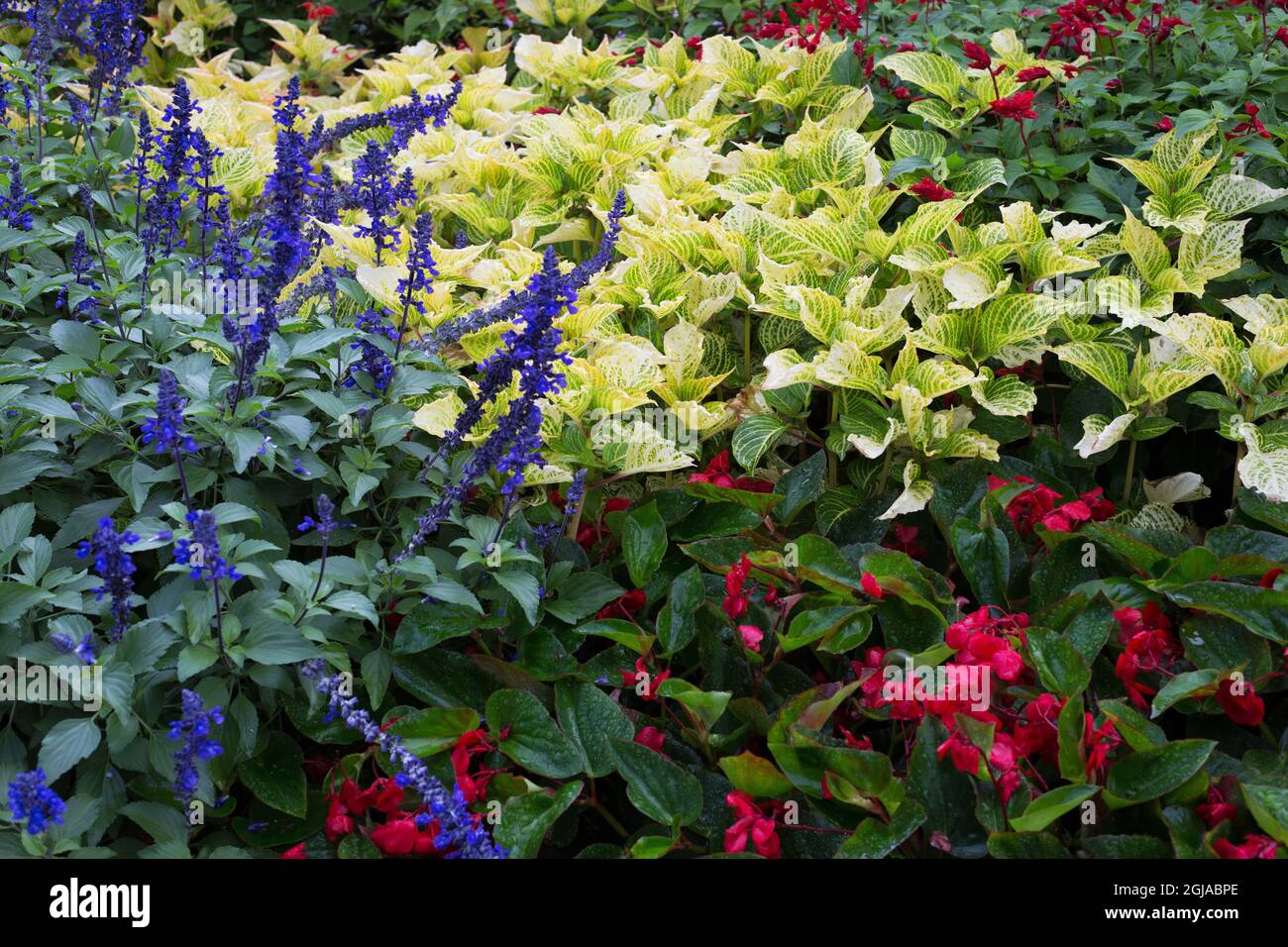 Un mélange de plantes dans un jardin, y compris la begonia de l'aile dragon et la salvia. Banque D'Images